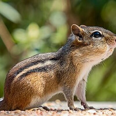 Portrait of Chipmunk