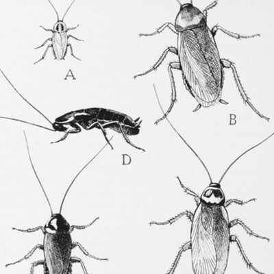Portrait of Cockroach