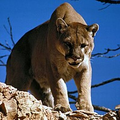 Portrait of Cougar