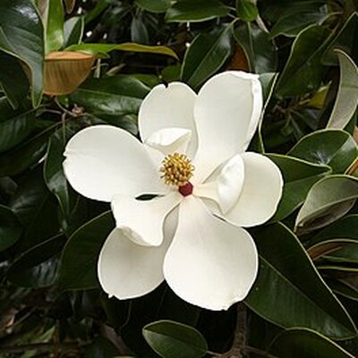 Portrait of Flower