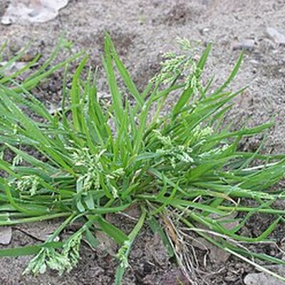 Portrait of Grass