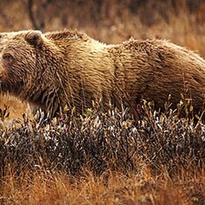 Portrait of Grizzly