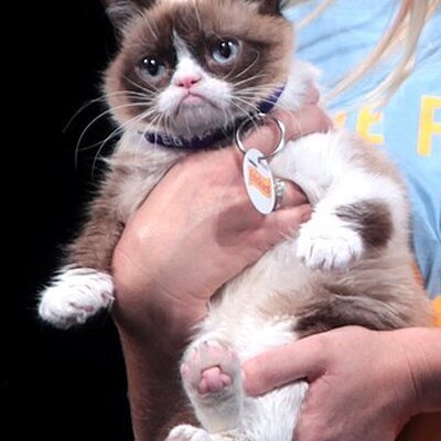 Portrait of Grumpy Cat