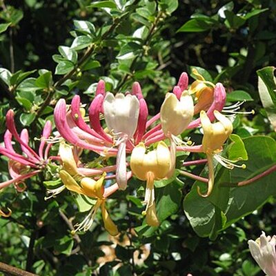 Portrait of Honeysuckle