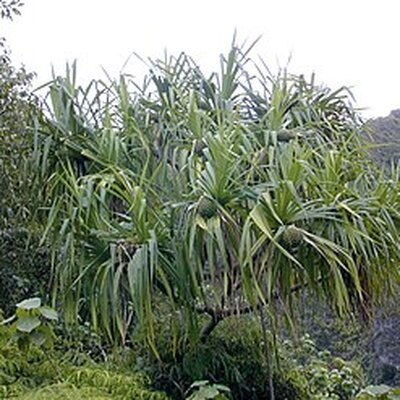Portrait of Ketaki