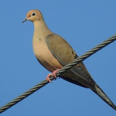 Portrait of Mourning Dove