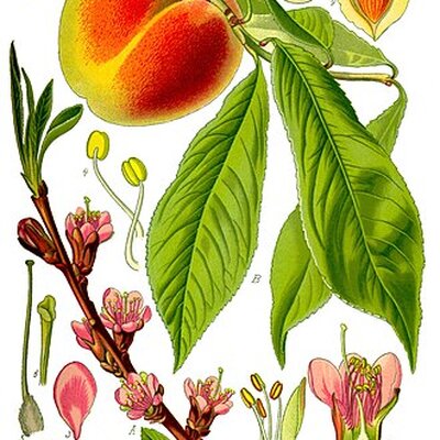 Portrait of Peaches