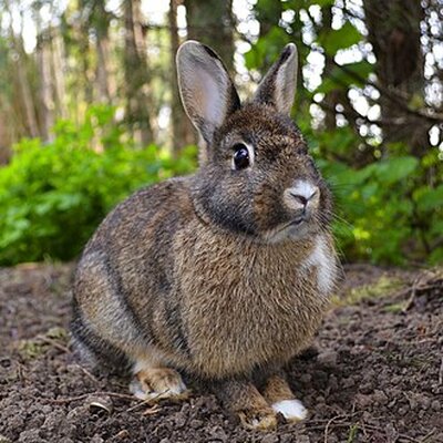 Portrait of Rabbit