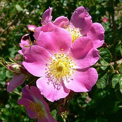 Portrait of Rose