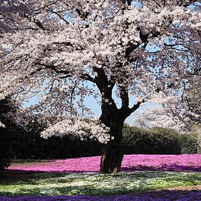 Portrait of Sakura