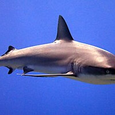 Portrait of Shark