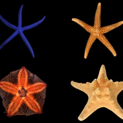 Portrait of Starfish