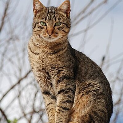 Portrait of Tabby
