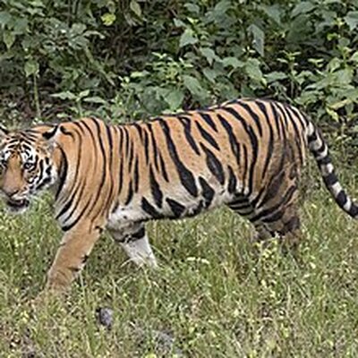 Portrait of Tiger