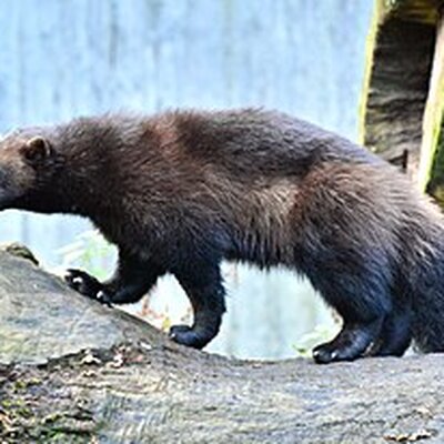 Portrait of Wolverine